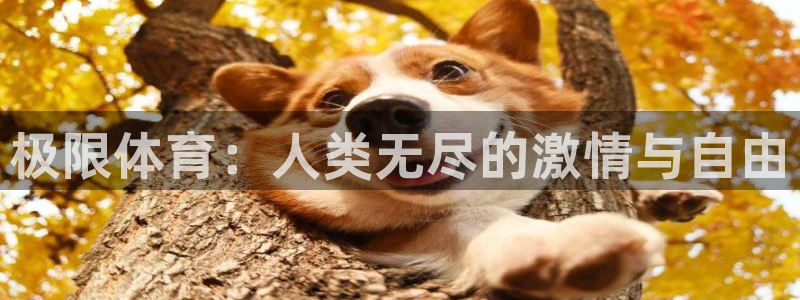 3377体育官网下载平台是正规平台吗：极限体育：人类